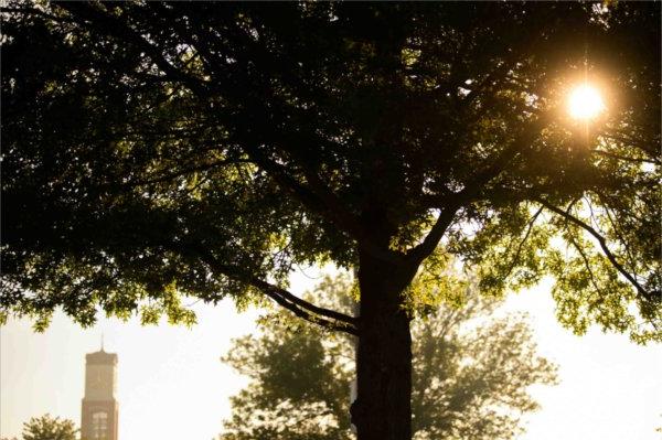 A carillon clock tower is seen through fog and a sunrise while being surrounded by green trees.  